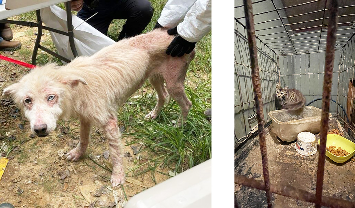 Tip Leads to Rescue of 33 Abused Animals in Pocahontas - Hatchie Press