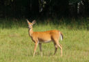 New Deer Bait Privilege License Available July 22