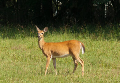 New Deer Bait Privilege License Available July 22