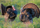 2026 Deer, Fall Turkey Archery Hunting Season Open September 26
