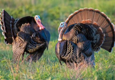 2026 Deer, Fall Turkey Archery Hunting Season Open September 26 2026 Deer, Fall Turkey Archery Hunting Season Open September 26