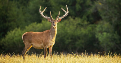 Archery Antlered-Only Private Lands Deer Hunt, August 28-30 Archery Antlered-Only Private Lands Deer Hunt, August 28-30