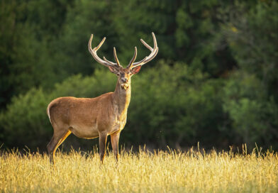 Archery Antlered-Only Private Lands Deer Hunt, August 28-30 Archery Antlered-Only Private Lands Deer Hunt, August 28-30