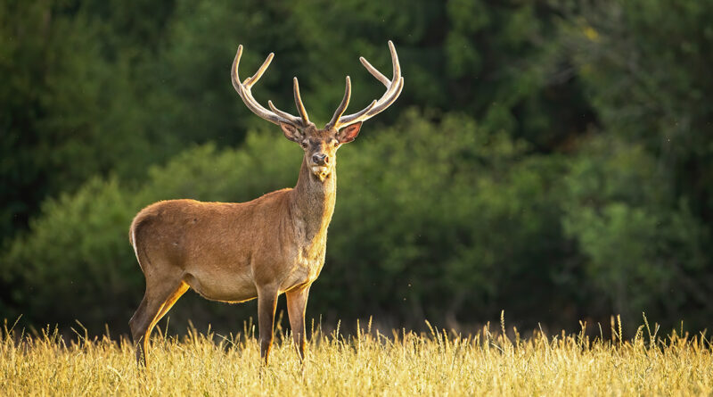 Archery Antlered-Only Private Lands Deer Hunt, August 28-30 Archery Antlered-Only Private Lands Deer Hunt, August 28-30