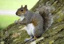 2026 Spring Squirrel Hunting Season to Open May 9