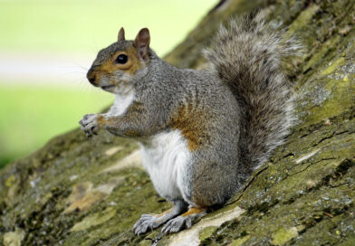2026 Spring Squirrel Hunting Season to Open May 9