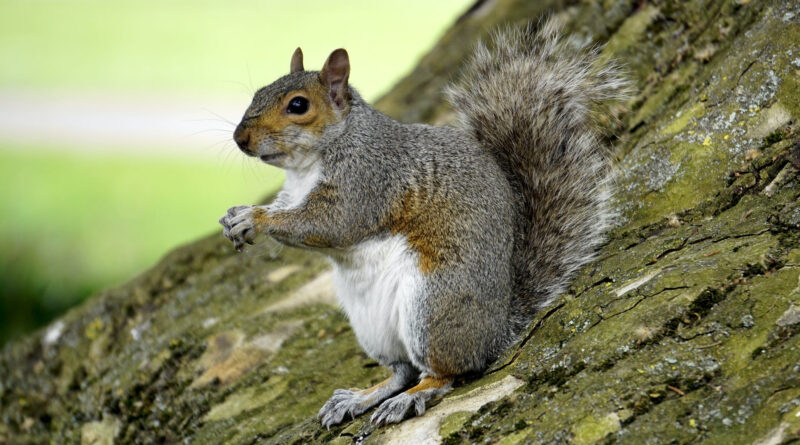 2026 Spring Squirrel Hunting Season to Open May 9