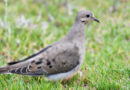 2026 Tennessee Dove Season Opens Tuesday, September 1 2026 Tennessee Dove Season Opens Tuesday, September 1