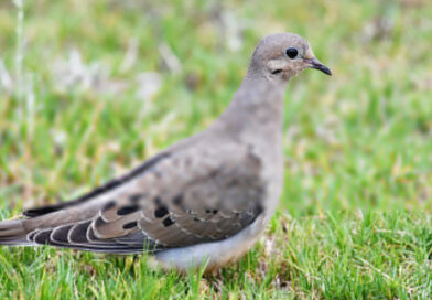 2026 Tennessee Dove Season Opens&nbsp;Tuesday, September 1