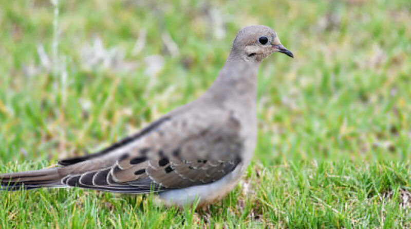 2026 Tennessee Dove Season Opens&nbsp;Tuesday, September 1