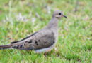 TWRA Leasing Fields for 2026 Dove Season