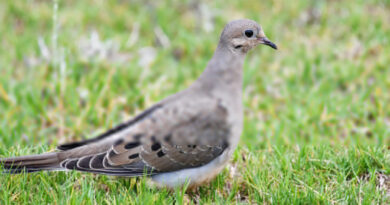 TWRA Leasing Fields for 2026 Dove Season
