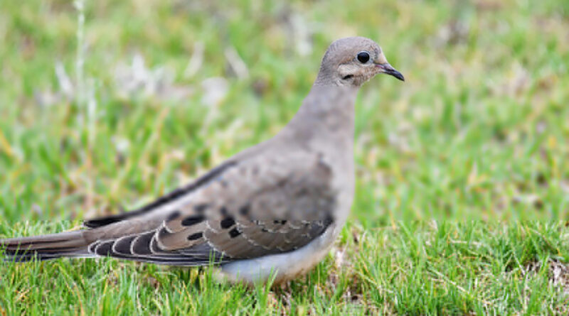 TWRA Leasing Fields for 2026 Dove Season