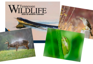 Winners Announced for 2026-27 Tennessee Wildlife Calendar Contest