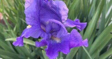 Hardeman County to Host 1st Annual Spring Flower Show