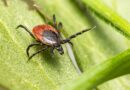 Tennessee Department of Health Urges Tennesseans to&nbsp;Take Precautions Against Ticks
