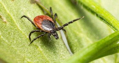 Tennessee Department of Health Urges Tennesseans to&nbsp;Take Precautions Against Ticks
