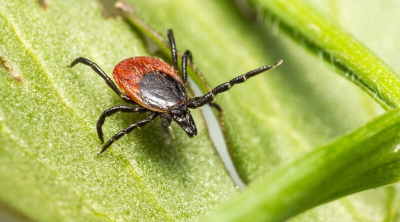 Tennessee Department of Health Urges Tennesseans to&nbsp;Take Precautions Against Ticks