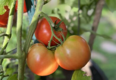 Hardeman County Tomato Contest Returns July 7 Hardeman County Tomato Contest Returns July 7