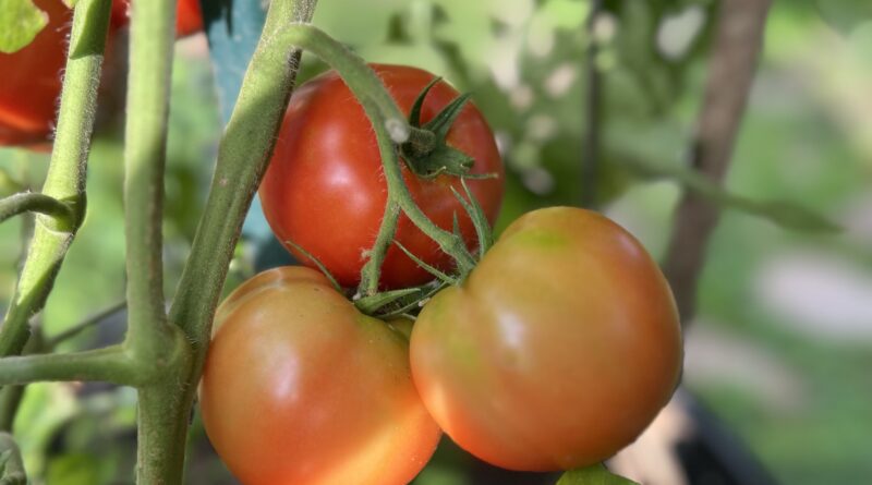 Hardeman County Tomato Contest Returns July 7 Hardeman County Tomato Contest Returns July 7