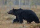 Black Bear Confirmed Sighting Along the Carroll and Henderson County Line