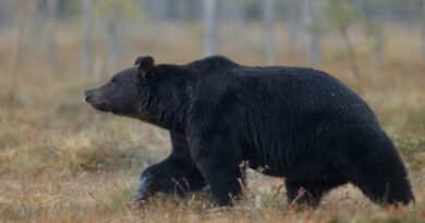 Black Bear Confirmed Sighting Along the Carroll and Henderson County Line