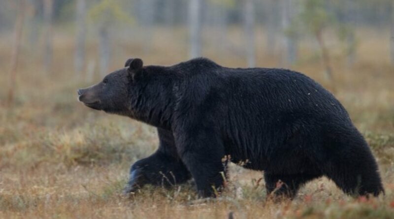 Black Bear Confirmed Sighting Along the Carroll and Henderson County Line