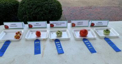 UT Extension Tomato Contest Celebrates Homegrown Success at Bolivar Farmers Market UT Extension Tomato Contest Celebrates Homegrown Success at Bolivar Farmers Market