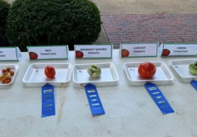 UT Extension Tomato Contest Celebrates Homegrown Success at Bolivar Farmers Market UT Extension Tomato Contest Celebrates Homegrown Success at Bolivar Farmers Market