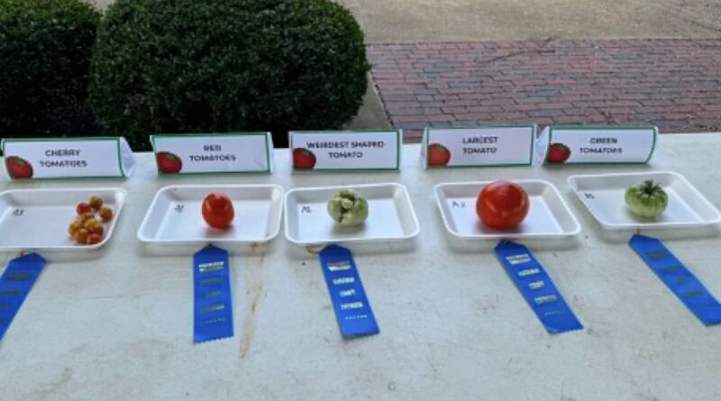 UT Extension Tomato Contest Celebrates Homegrown Success at Bolivar Farmers Market UT Extension Tomato Contest Celebrates Homegrown Success at Bolivar Farmers Market