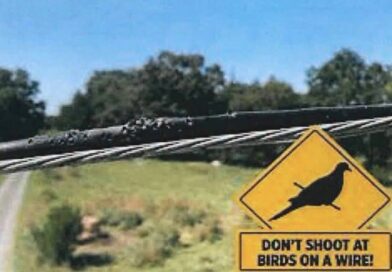 Dove Season Safety Reminder: Avoid Shooting Near Power Lines and Utility Equipment Dove Season Safety Reminder: Avoid Shooting Near Power Lines and Utility Equipment