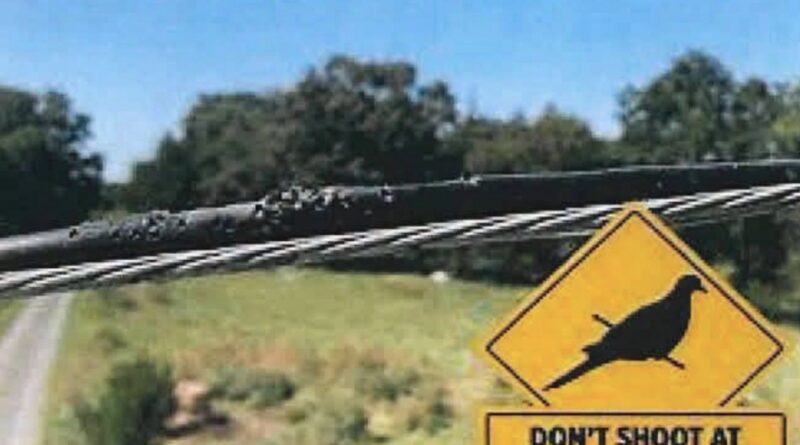 Dove Season Safety Reminder: Avoid Shooting Near Power Lines and Utility Equipment Dove Season Safety Reminder: Avoid Shooting Near Power Lines and Utility Equipment