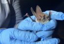 Endangered Bat Species Detected During Blitz