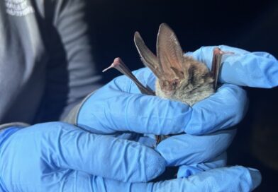 Endangered Bat Species Detected During Blitz