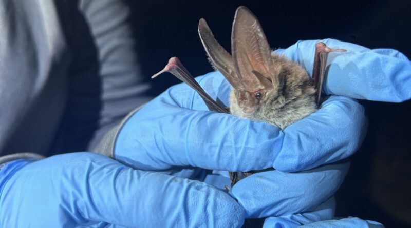 Endangered Bat Species Detected During Blitz