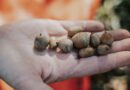 Tennesseans Encouraged to Collect White Oak Acorns for Reforestation Tennesseans Encouraged to Collect White Oak Acorns for Reforestation