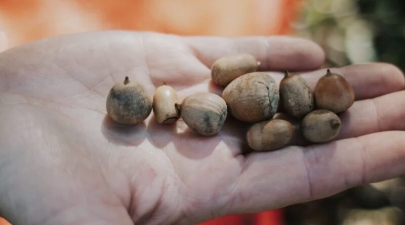 Tennesseans Encouraged to Collect White Oak Acorns for Reforestation Tennesseans Encouraged to Collect White Oak Acorns for Reforestation